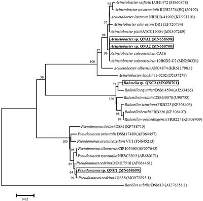 Characterization of Arsenic-Resistant Endophytic Bacteria From Alfalfa and Chickpea Plants